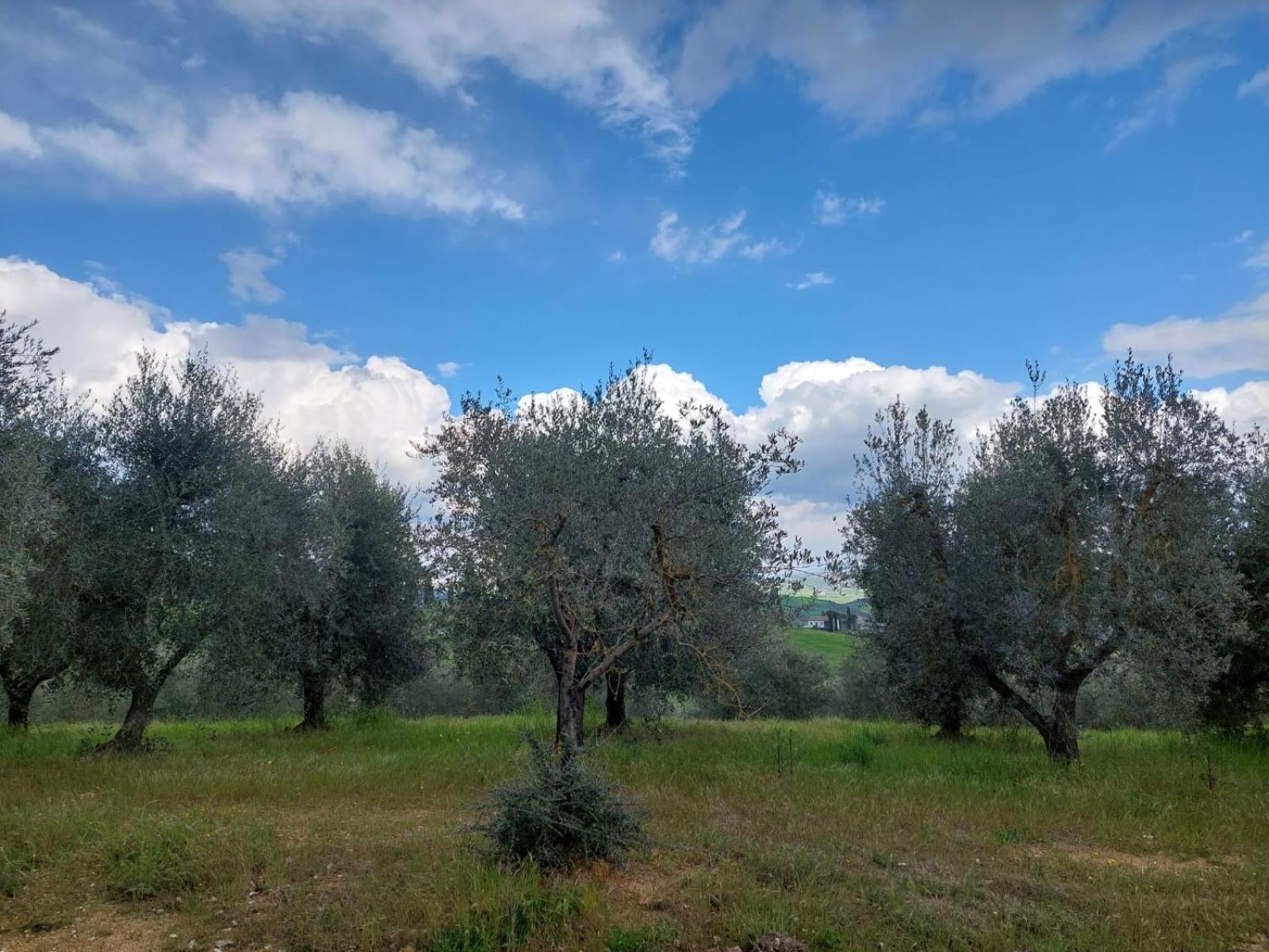 Al Piccolo Ulivo, A Casa Di Mimo&Se Villa Castiglione d'Orcia Exterior photo